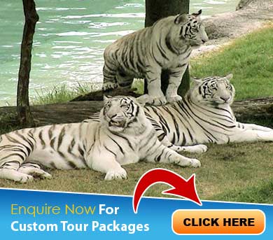 Orissa Tour Packages